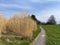 Field of dried tall grass or Carex plant next to Wetzwil settlement - Canton of ZÃ¼rich Zurich or Zuerich, Switzerland Schweiz