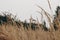 Field of dry brown grass over grey cloudy sky. Autumn landscape. Closeup of wild meadow plants. Selective focus, blurred