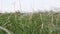 Field of dry feather grass. Calm view, peaceful landscape. Feather reeds grass bends under the wind.