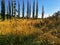 A field of dry grass, and some poplars down in the valley, in a sunny early autumn day