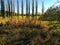 A field of dry grass, and some poplars down in the valley, in a sunny early autumn day