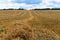 Field with drying straw and beveled wheat