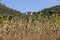 Field of drying sunflowers in valley of Dordogne river. France.