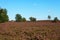 Field with Dutch heath and trees