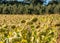 A field of dying sunflowers on a sunny fall day at a farm