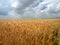Field with ears of corn wheat