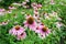 A field of Echinacea purpurea flowers