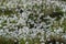 A field of Eriophorum scheuchzeri, also known as Scheuchzer`s cottongrass and white cottongrass