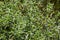 field eryngo or eryngium campestre. Cardo corredor. Plant member of the Apiaceae family.