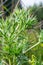 field eryngo or eryngium campestre. Cardo corredor. Plant member of the Apiaceae family.