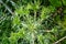 Field eryngo or eryngium campestre. Cardo corredor. Plant member of the Apiaceae family