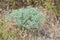 Field eryngo or Eryngium campestre close