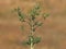 Field eryngo plant, Eryngium campestre