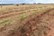 Field with eucalyptus planted seedlings