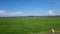 Field f peace green nature scenery breathe