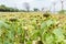 Field of fading sunflowers