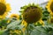 Field of fading sunflowers