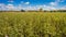 Field with Fall Autumn Rural Barn Cloudy Blue Sky