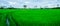 Field,farm,cornfield,nature,tree,green,mountain,sunet