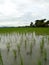 Field farm rice pasture
