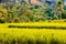 Field farm sawah geopark ciletuh hill landscape tree green yellow