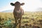 Field, farming and portrait of cow, animal in countryside with mountains and sun, sustainable dairy and beef production