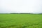 The field fascinates with its lush greenery agro system.  The forest frames an agricultural field