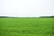 The field fascinates with its lush greenery agro system.  The forest frames an agricultural field