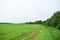 The field fascinates with its lush greenery agro system. Road. The forest frames an agricultural field