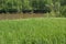 Field of feather grass on the background of the river