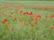 Field filled with red poppy seed flowers