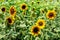 Field of Firecracker Sunflower in garden