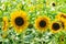 Field of Firecracker Sunflower in garden