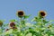 Field of Firecracker Sunflower in garden