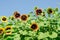 Field of Firecracker Sunflower in garden with blue ky