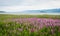 Field of fireweed, Lake Baikal, Russia