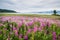 Field of fireweed, Lake Baikal, Russia