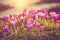 Field of first blooming spring flowers crocus as soon as snow descends on the background of mountains in sunlight.