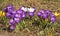Field of first spring flowers. Crocus vernus Spring Crocus, Giant Crocus in April