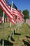 Field of flags