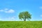 Field is flat flat horizon on which lone beautiful tall oak tree grows, summer landscape in sunny warm weather, blue sky