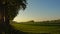 Field in the Flemish countryside in evning light, with trees with long shadows