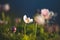 Field floral. Wild northern anemones flowers blooming in spring or summer season in Yakutia, Siberia