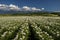 Field with flourishing potato at the foot of mountain