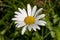 Field flower camomile meadow. White field flower.