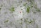 Field flower covered with poplar fluff in spring