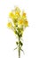 Field flower Linaria it is isolated on a white background