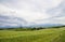 Field of flower potato with cloudy sky