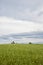 Field of flower potato with cloudy sky