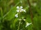 Field flower after rain. Nature of Leningrad region.